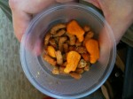 adult_goldfish