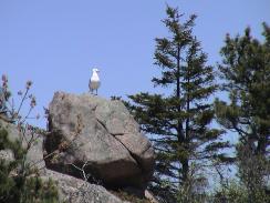 bird_on_stone_thumb.jpg 11.2K